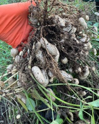 ベジファームかのん